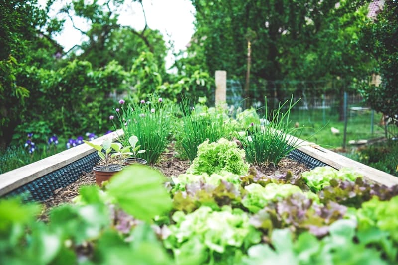 Raised garden bed with herbs and leafy vegetables